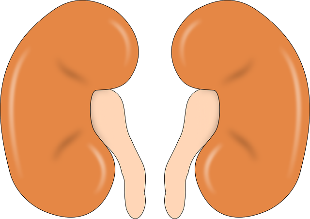kidney-147499_640
