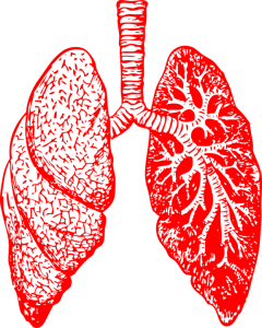 lungs-297492_960_720