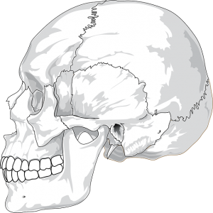 頭蓋骨
