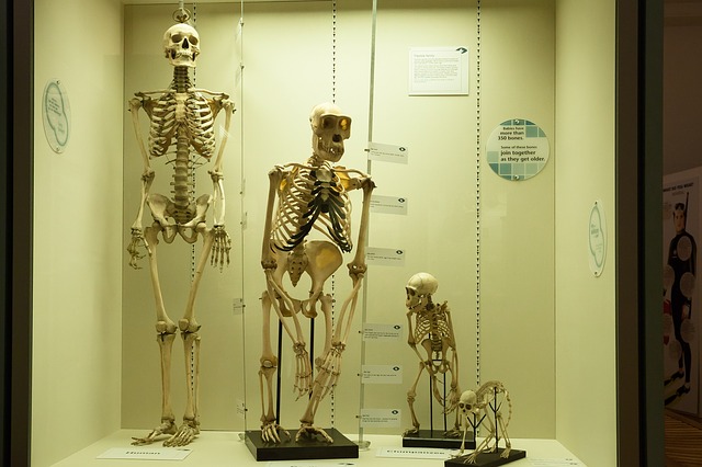 skeleton-414543_640