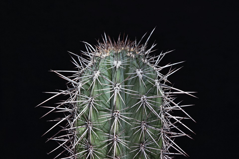 cactus-733376_960_720