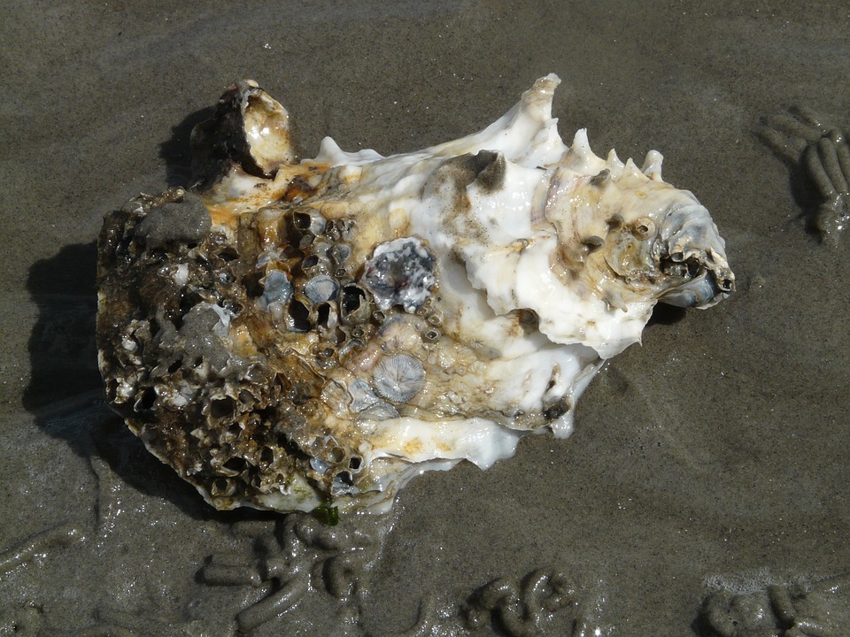 pacific-oyster-57652_960_720