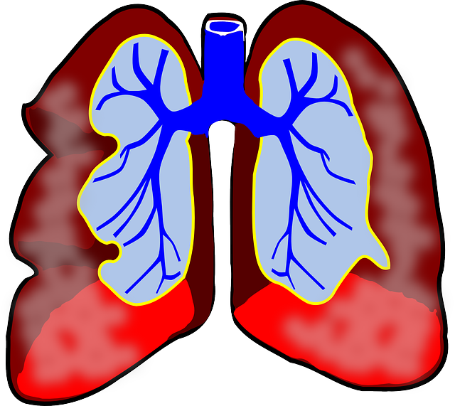 lungs-39981_640