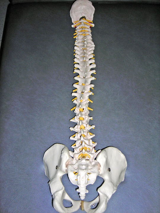 脊椎