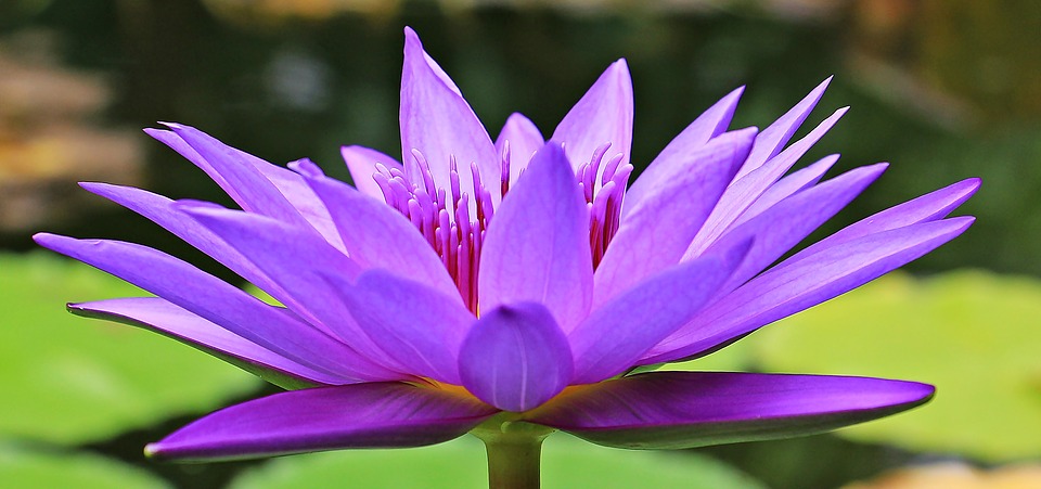 water-lily-1585178_960_720