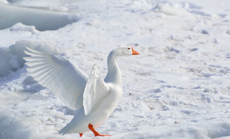 greater-snow-goose-284211_960_720