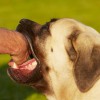 犬に噛まれたらどう対処する？治療法や病気への注意点を紹介！