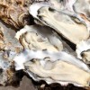 牡蠣の食あたりの症状とは？潜伏期間や種類、対処法を紹介！