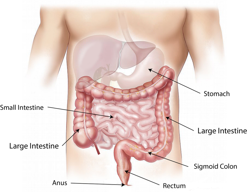 大腸2