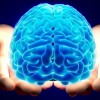 男性脳と女性脳の違いは？構造やホルモン、思考回路などの違いを紹介！
