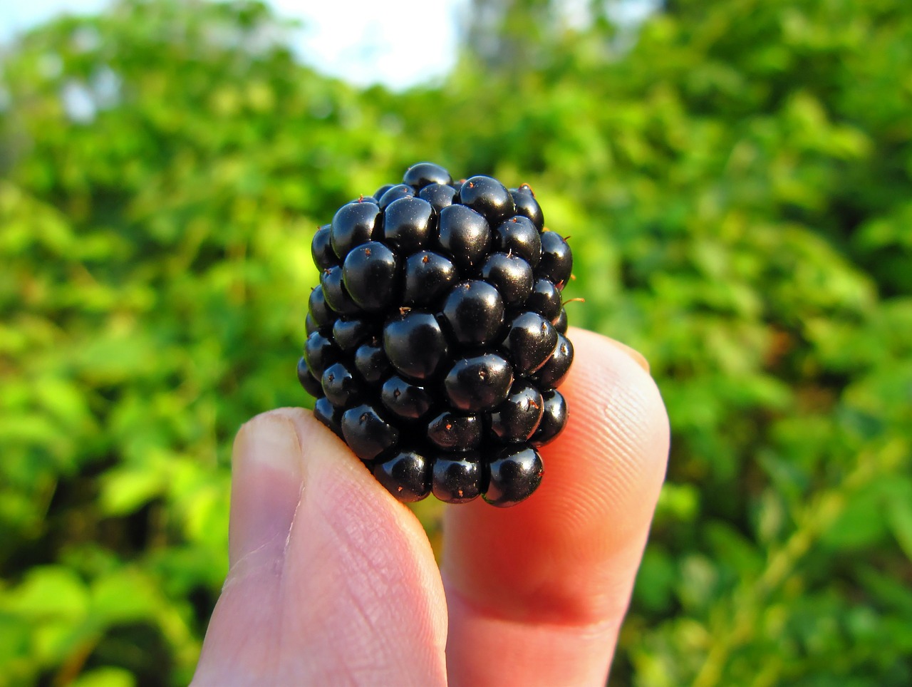 blackberry-577057_1280