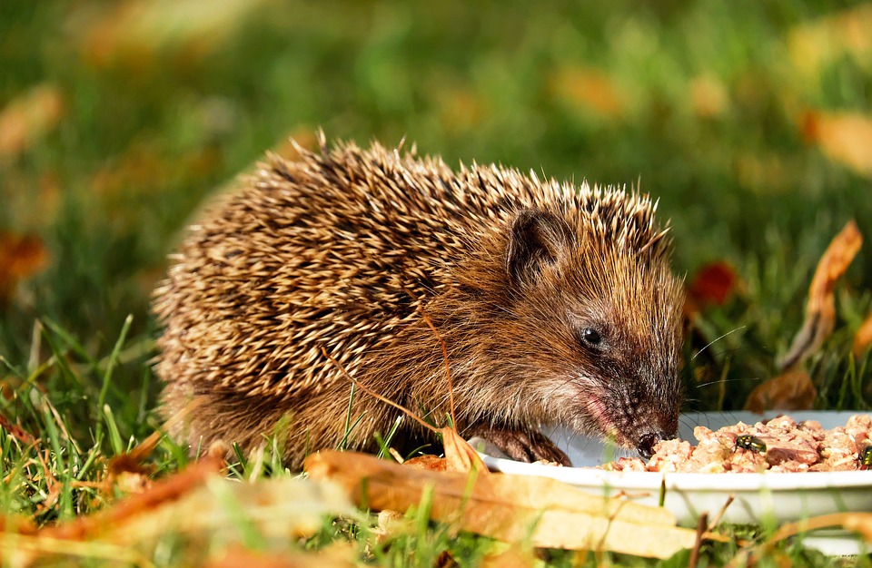 hedgehog-1584351_960_720食事中