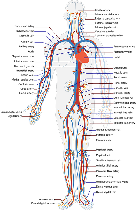 体の血管図