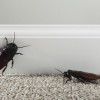 【夢占い】ゴキブリの夢はどんな意味が？良い場合と悪い場合を紹介！