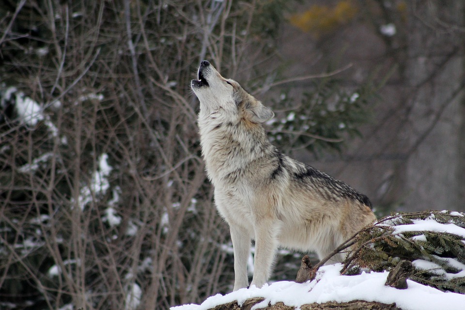 一匹オオカミwolf-1992716_960_720
