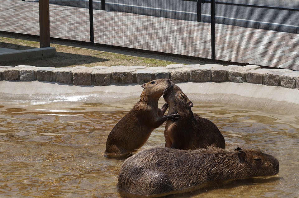 capybara-2654012_960_720カピバラのお風呂